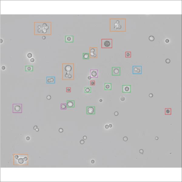 CELL COUNT / VIABILITY / SIZE